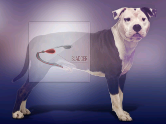 狗可能会帮助研究人员嗅出新的癌症检测和治疗策略
