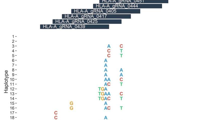 个体基因组会影响基因编辑的功效和安全性