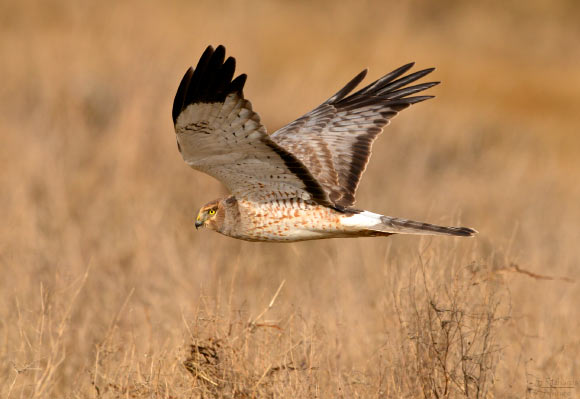 Hen Harrier实际上是两种不同的物种