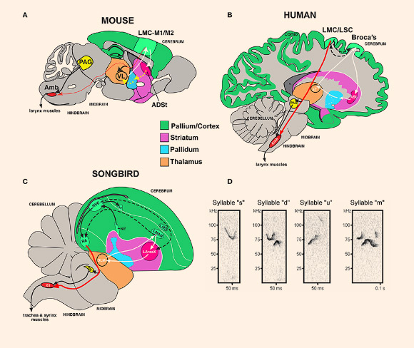 人类语言中涉及的基因影响小鼠的声音交流