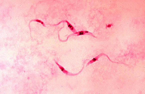 科学家们证明了生物的饮食可以影响他们的DNA