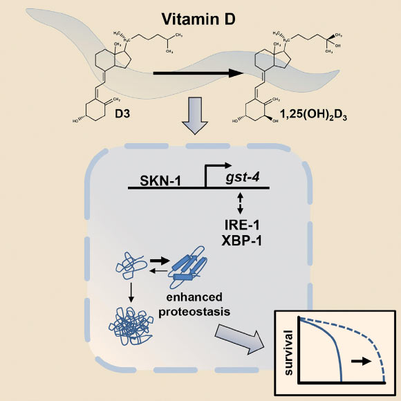 维生素D可增强寿命和蛋白质稳态