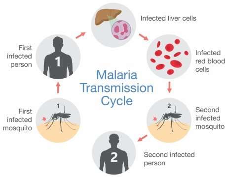 寄生虫的避孕 揭示疟疾的新疫苗目标