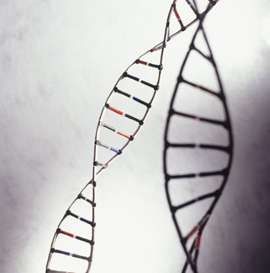 哪些序列使DNA解开并呼吸