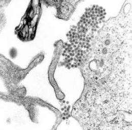 炎热的天气 蚊子更容易传播登革热病毒