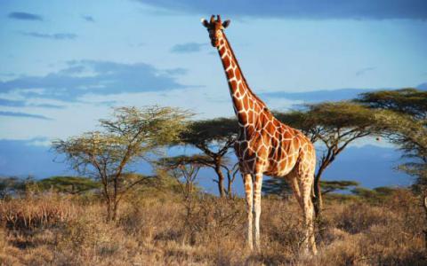 遗传分析揭示了四种不同的长颈鹿物种而不是一种