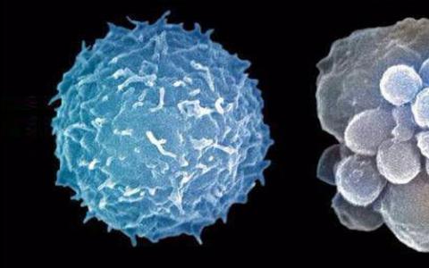 细胞凋亡新方式  半胱天冬酶独立细胞死亡