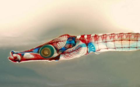 海湾鲑鱼基因组测序