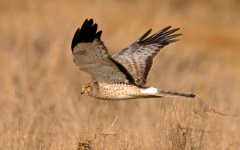 Hen Harrier实际上是两种不同的物种