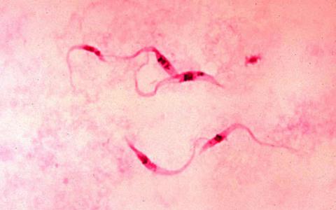 科学家们证明了生物的饮食可以影响他们的DNA