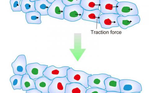 发现集体细胞迁移方向的机制