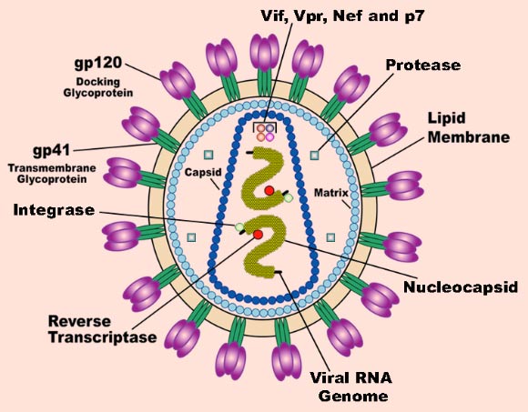 科学家们确定了两种“关闭”HIV-1病毒的基因