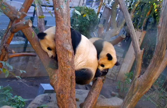 大熊猫具有异常低的代谢率