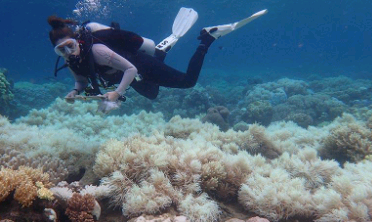 大堡礁目前正在经历一场主要的珊瑚褪色事件