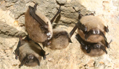 白鼻蝙蝠疾病将落基山脉带到了华盛顿州