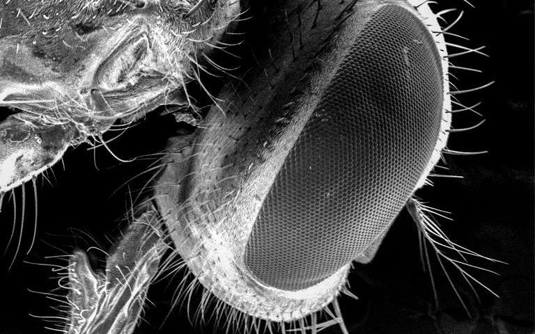 苍蝇携带疾病可能比想象的要大