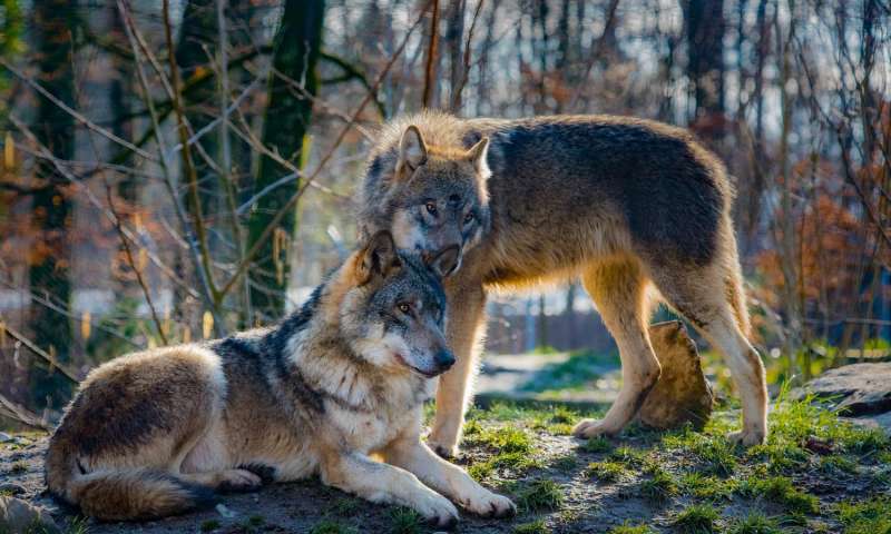 斯堪的纳维亚狼的大量近亲繁殖