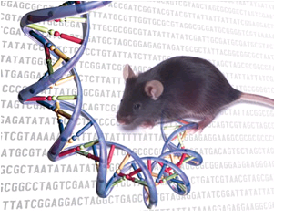 两种基因组内部工作的比较可以更好地使用小鼠模型
