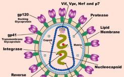 科学家们确定了两种“关闭”HIV-1病毒的基因