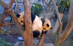 大熊猫具有异常低的代谢率