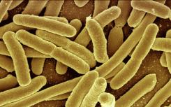 抗药性'超级细菌'在美国发现