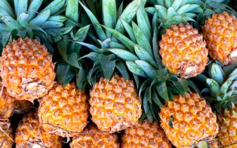 研究人员对菠萝基因组进行测序