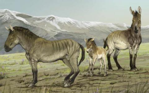 古代DNA的揭示了以前未被认识灭绝的马类