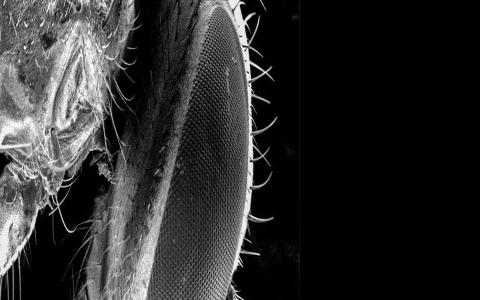 苍蝇携带疾病可能比想象的要大