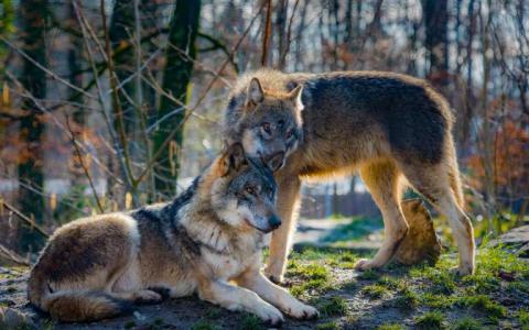 基因组测序揭示了斯堪的纳维亚狼的大量近亲繁殖