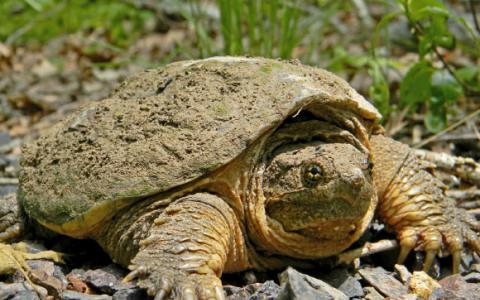 研究人员确定鳄龟中与温度有关的性别决定的基因