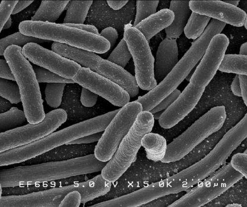 新机制发现细菌用于保护自己免受抗生素侵害