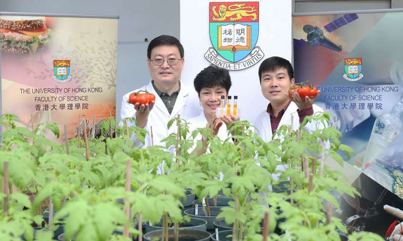 研究人员通过基因工程生成具有增强抗氧化特性的番茄