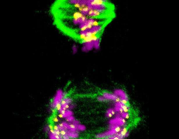 科学家报告了细胞分裂计时器的化学基础 这是一种可能的抗癌靶点