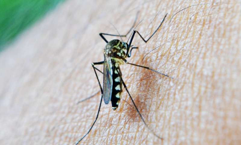 人体血液中的脂肪分子控制疟疾寄生虫决定跳跃到蚊子