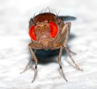 早期的低蛋白质饮食可延长果蝇的寿命