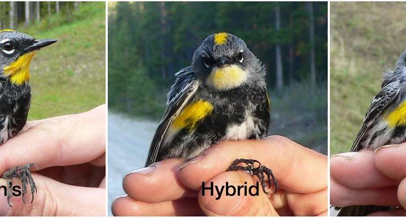 一只鸣鸟的华丽的黄色喉咙 有基因可以做到这一点