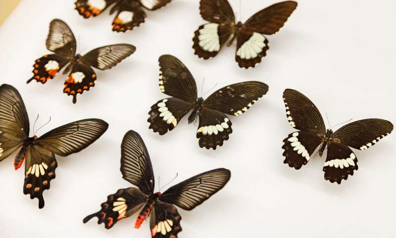 翻转基因如何帮助蝴蝶进化模仿