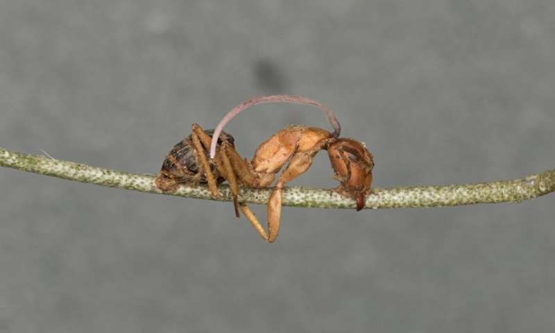 在真菌寄生虫中发现的生物钟更能解释 僵尸蚂蚁 现象