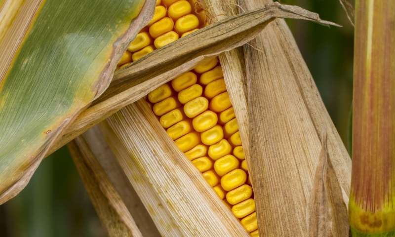 玉米中的维生素E发现可以带来更有营养的作物