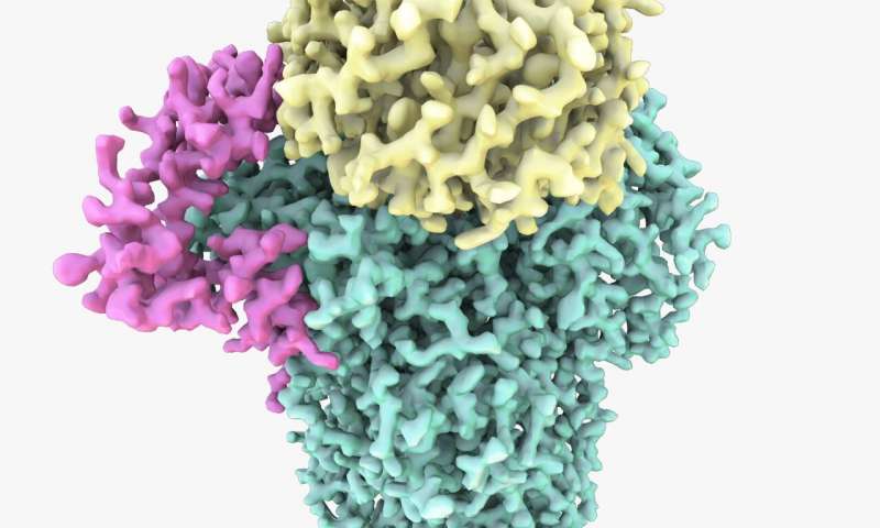 科学家揭示了对基因表达至关重要的蛋白质结构