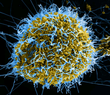 调查2014年埃博拉疫情的基因组起源