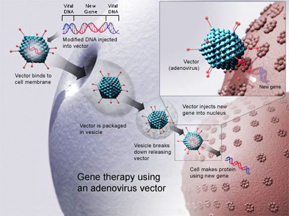 人类基因治疗的重新定位新的和改进的腺病毒载体