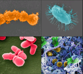 随着人类微生物组更加清晰研究人员更加关注其在健康和疾病中的作用