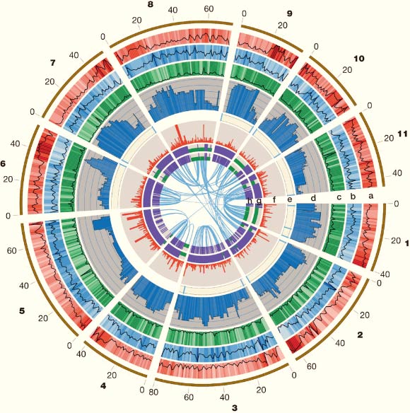遗传研究人员对巨桉的基因组进行序列分析
