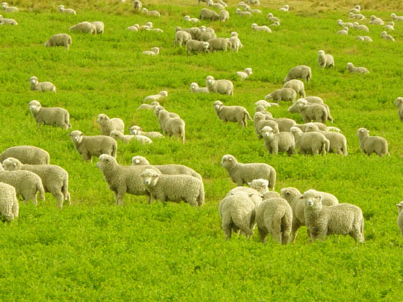 国内绵羊基因组测序