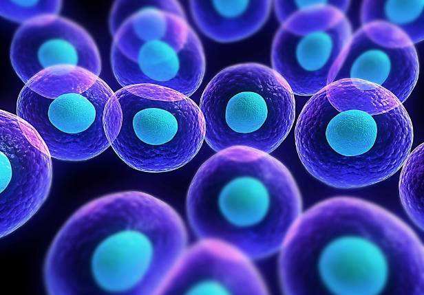 研究人员诱导干细胞形成脂肪组织