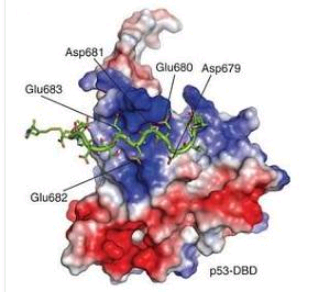 热休克蛋白如何保护p53的机制揭示