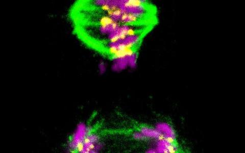 科学家报告了细胞分裂计时器的化学基础 这是一种可能的抗癌靶点