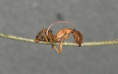 在真菌寄生虫中发现的生物钟更能解释 僵尸蚂蚁 现象