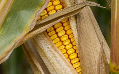 玉米中的维生素E发现可以带来更有营养的作物